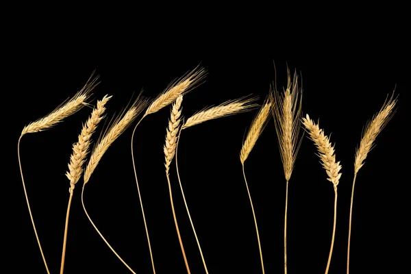 Wheat grain ears isolated on black background.