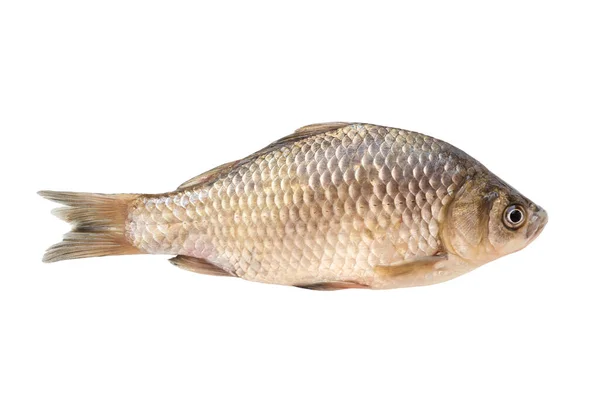 Crucian Fish Isolated White Background River Fish — Stock Photo, Image