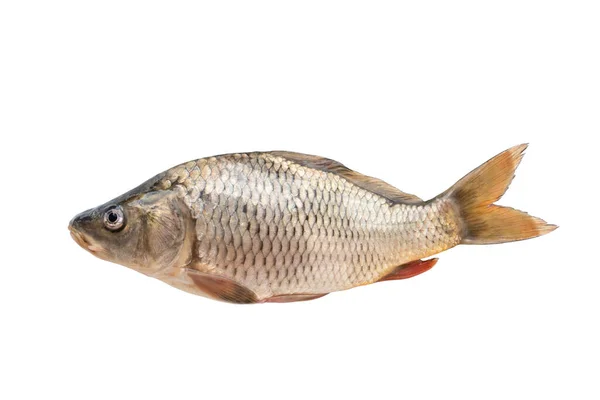 Sazan Balığı Beyaz Arka Planda Izole Edilmiş Nehir Balığı — Stok fotoğraf
