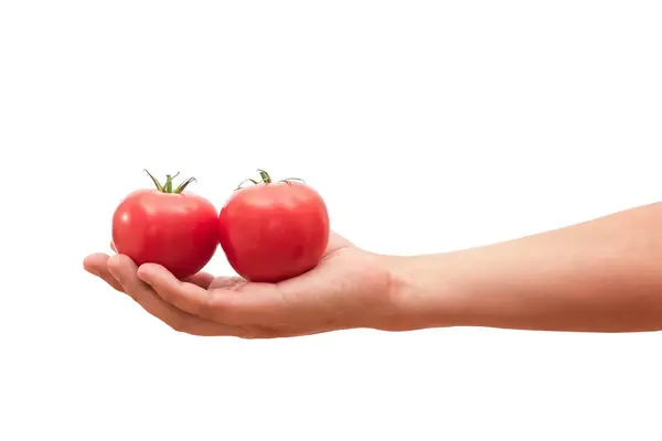 Κόκκινες Ντομάτες Στο Ανθρώπινο Χέρι Απομονωμένες Λευκό Φόντο Έννοια Της — Φωτογραφία Αρχείου