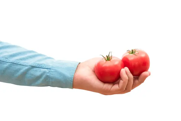 Mano Masculina Cocinero Sosteniendo Tomates Rojos Mano Sobre Fondo Blanco — Foto de Stock