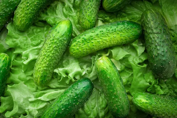 Green Cucumbers Healthy Organic Vegetables Lettuce Leaves Raw Fresh Food — Stock Photo, Image