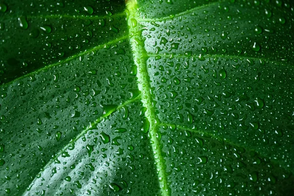 Textura Hoja Verde Con Gotas Agua — Foto de Stock