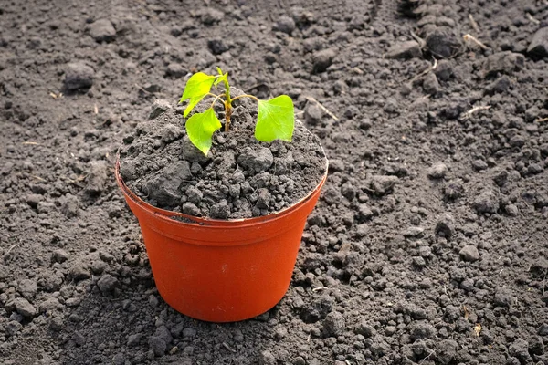 土の上の鍋で種を育てている 環境ケアの概念 — ストック写真