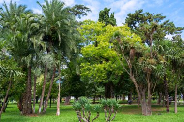 Yeşil çimenleri olan güzel bir park. Doğa.