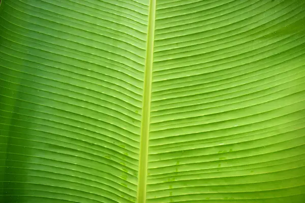 Banana leaves. The leaves of the banana tree Textured abstract background.