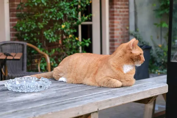 A ginger cat lies on a table in a street cafe and looks away.