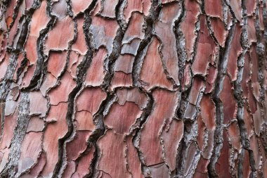 Ağaç kabuğu dokusu. Kırmızı doku.