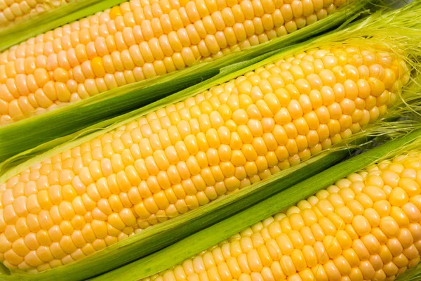 Sweet corn ears background. Harvesting, healthy organic food.