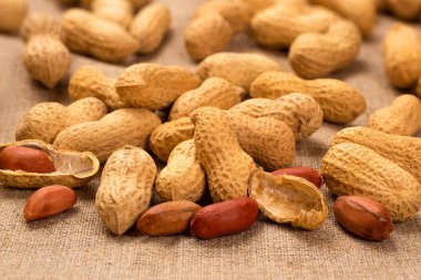 Çuval bezinde kabuklu taze fıstık. Kızarmış fındık yığını..