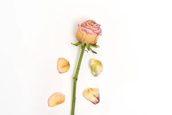 Dry Rose Petals Isolated White Background Dried Flower Top View Stok Gambar Bebas Royalti