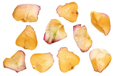 Beyaz arka planda kurumuş gül yaprakları, üst manzara.