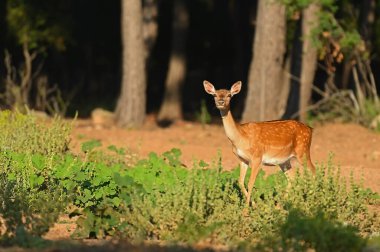Ormanda başıboş dolaşan bir geyik..