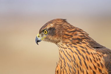 Long-legged Buzzard Portrait. Buteo rufinus clipart