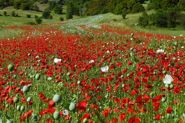 Red flowers in spring. Poppies in a field of flowers