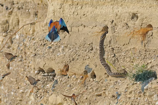 欧洲食蜂者是一种攻击巢穴的蛇 害怕的小鸟 — 图库照片