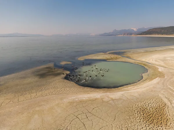 stock image Drought, desertification, dry lakes, birds, plants