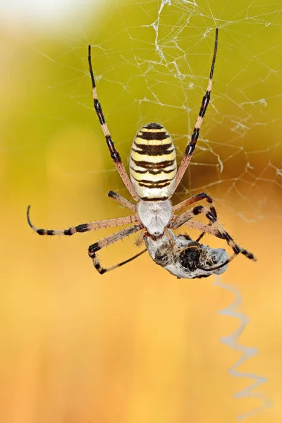 蜘蛛吃它的猎物 — 图库照片