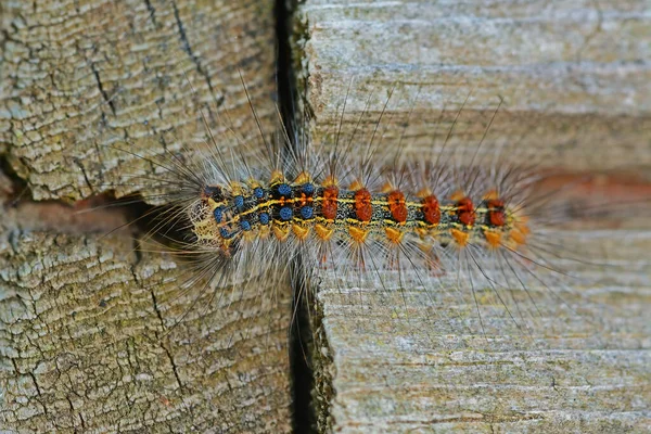 stock image Hairy caterpillar on a tree