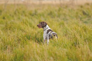 Tazı avını arıyor..