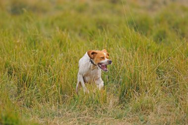 Tazı avını arıyor..
