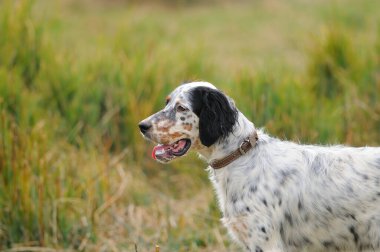 Tazı avını arıyor..