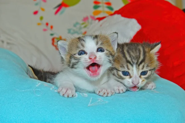 Due Gattini Con Gli Occhi Azzurri — Foto Stock