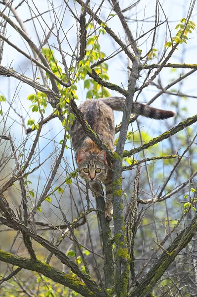Gato Está Buscando Pájaro Que Trepó Árbol — Foto de Stock