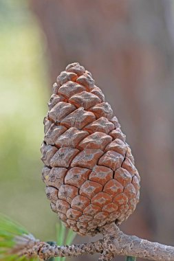 Çam kozalağı, Pinus brutia, açılmamış çam kozalağı