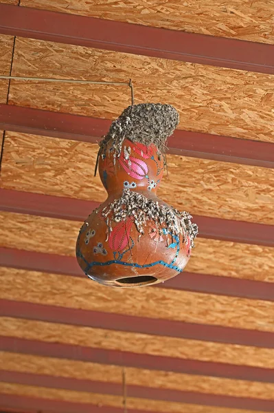 燕子燕窝 葫芦上的燕窝 — 图库照片