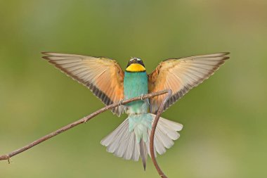 Bir arı yiyici kanatlarını açıp inmeye hazırlanıyor..