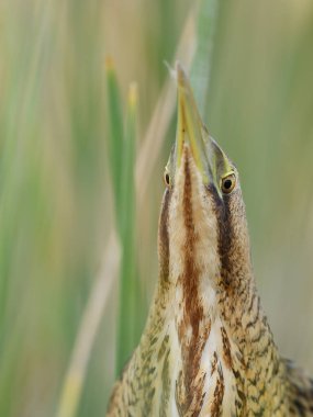 Avrasya Bittern 'i sazlıklarla kamufle edildi