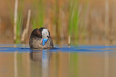Beyaz başlı ördek suda temizlik yapıyor. Mavi gagalı ördek. Banyo ördeği.