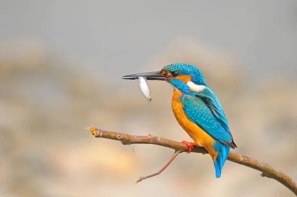 Sıradan Bir Kingfisher Bir Balığın Üzerine Tünemiş — Stok fotoğraf