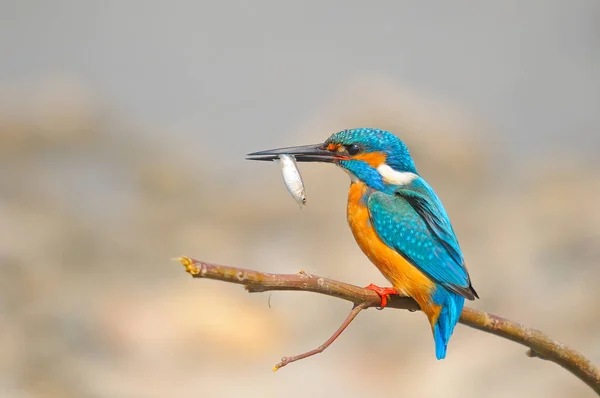 Ein Eisvogel Hockt Auf Einem Fisch — Stockfoto