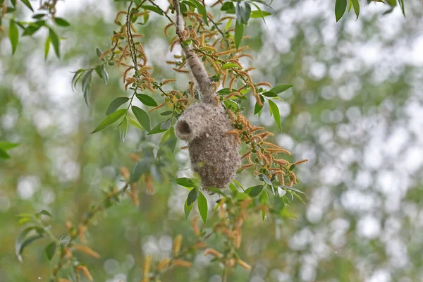Eurasian Penduline Tit Nest Tree — Fotografia de Stock