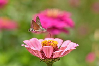 Çiçeğin üzerinde uçan Macroglossum yıldız taşı..