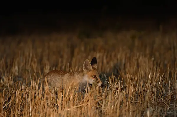 夜に獲物を探している赤い狐 — ストック写真