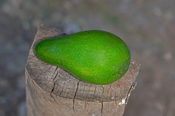 Een Avocado Een Stam — Stockfoto