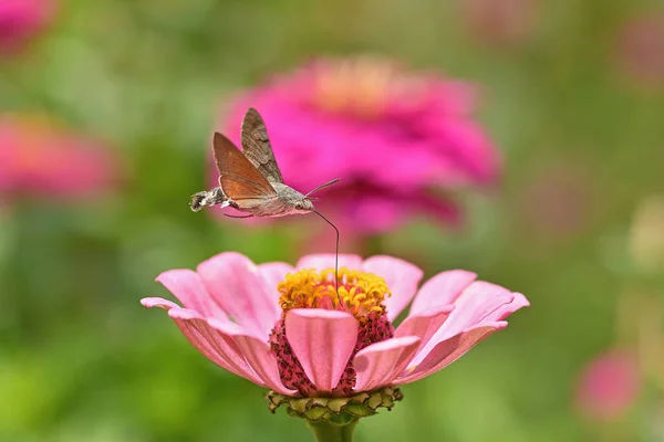 Çiçeğin üzerinde uçan Macroglossum yıldız taşı..