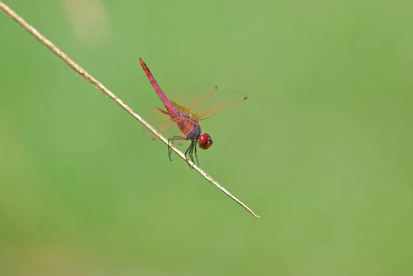 Red Dragonfly Branch — Stock Photo, Image