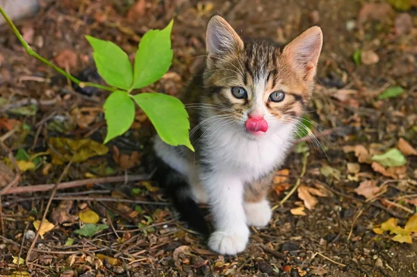 Cat Sticking Out Its Tongue — Stock Fotó