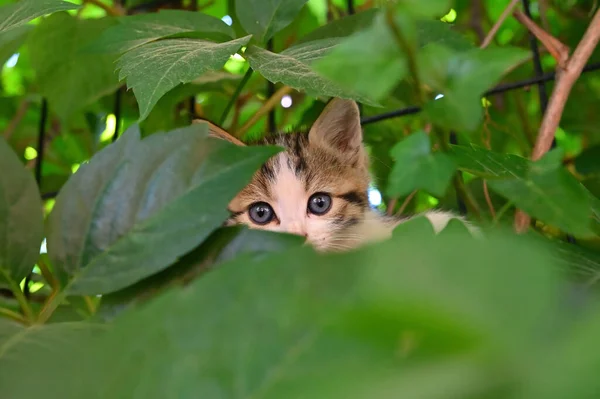 Spojrzenie Czającego Się Kotka — Zdjęcie stockowe