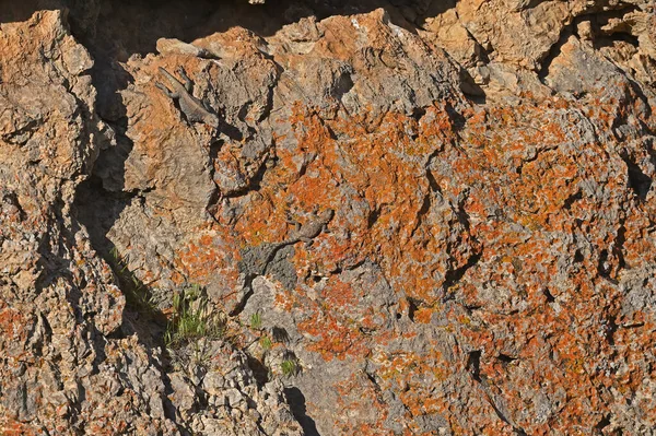 Roughtail Rock Agama Lichen Rock — Stock Photo, Image