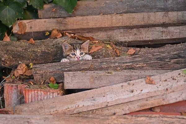 Look Lurking Kitten — Stock Photo, Image