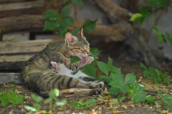 Anne Kedi Kürkünü Temizliyor — Stok fotoğraf