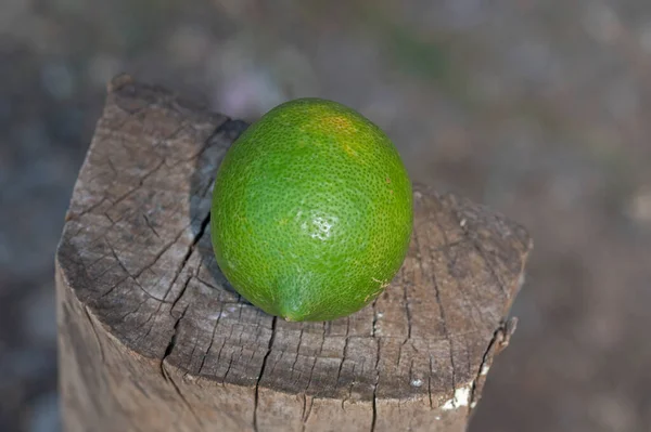 Limone Verde Sulla Billetta — Foto Stock