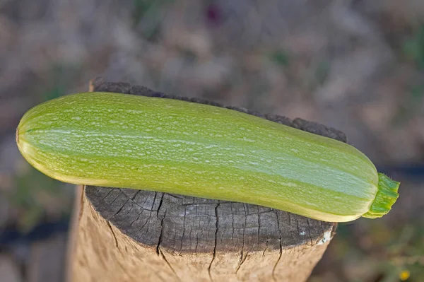 One Fresh Zucchini Stump — Stock Photo, Image