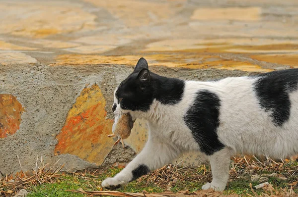 Tarla Faresi Yakalayan Bir Kedi — Stok fotoğraf