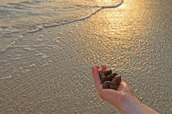 Braune Kieselsteine Der Hand Der Frau Strand Sonnenuntergang Und Kiesel — Stockfoto
